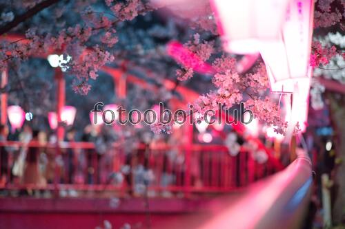 сакура, ветка, цветы, Япония, цветение