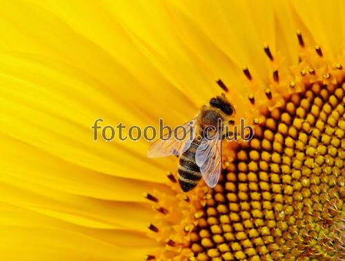 пчела, насекомое, природа, шмель, мёд